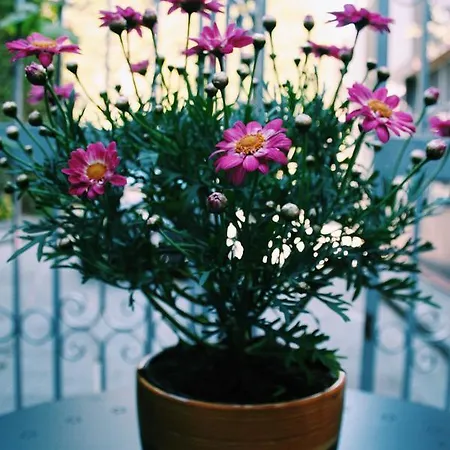 Santa Clara 4* نابولي